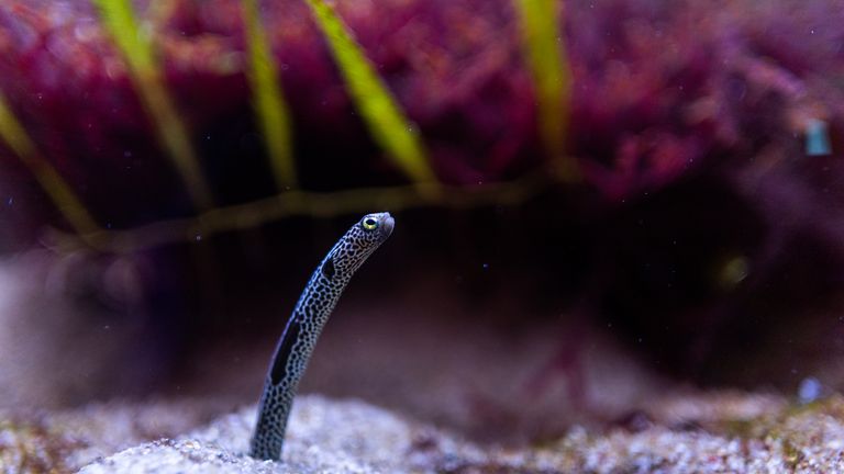 Magnifique anguille tachetée dans un aquarium entouré de coraux et de poissons.