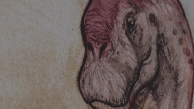 Des paléontologues argentins ont découvert les restes de nouvelles espèces herbivores de dinosaures qui habitaient la région méridionale d'El Calafate, dans le pays, il y a environ 70 millions d'années.