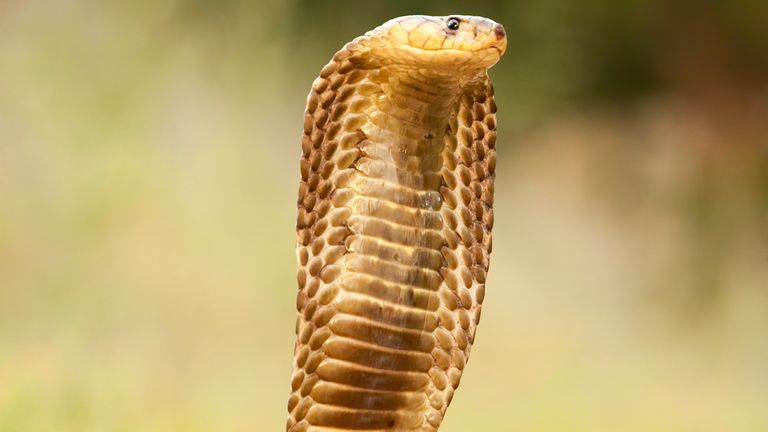Uhtra a été tué après avoir été mordu par un cobra hautement venimeux. Fichier photo
