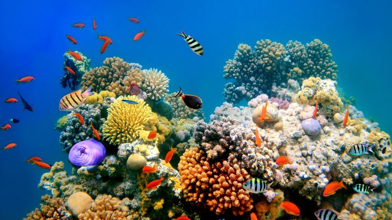 Poissons tropicaux sur un récif de corail