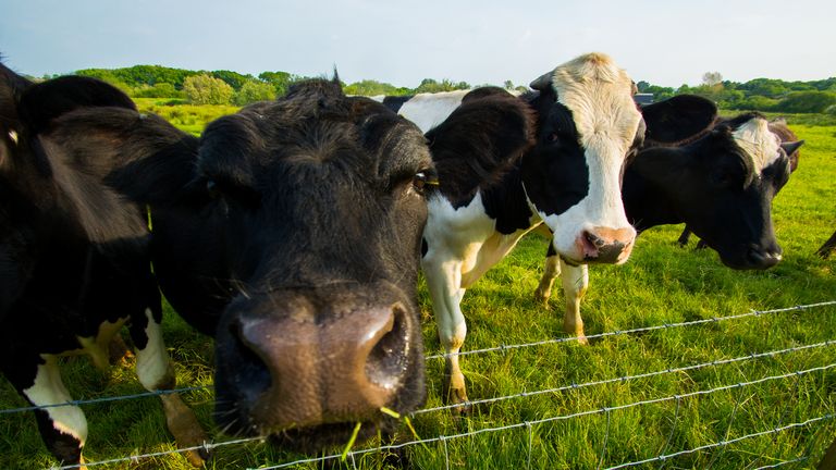 Les gens à travers le Royaume-Uni cesseront de manger du boeuf et d'autres viandes pendant Veganuary 
