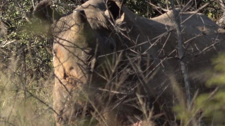 Un certain nombre d'animaux ont été retirés de la réserve