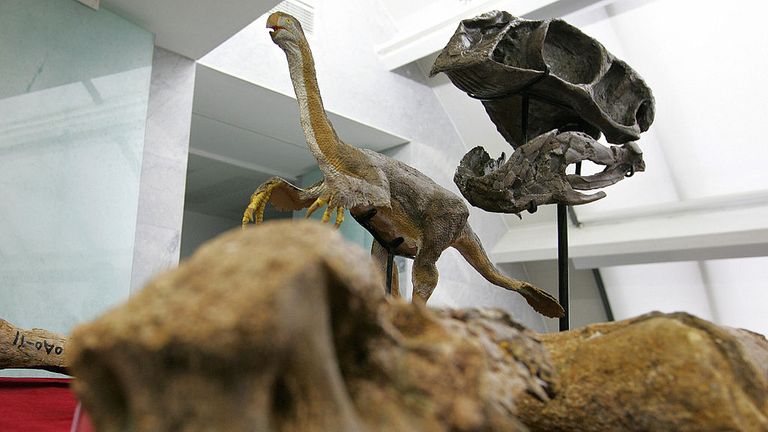 Pékin, Chine: des ossements fossilisés d'un gigantesque dinosaure théropode, Gigantorraptor erlianensis, sont exposés aux médias à Pékin, le 13 juin 2007, après la découverte des restes d'un gigantesque dinosaure étonnamment ressemblant à un oiseau en Mongolie intérieure, en Chine. L'animal, qui vivait à la fin du Crétacé (il y a environ 70 millions d'années), aurait une masse corporelle d'environ 1400 kilogrammes, ce qui est surprenant car la plupart des théories suggèrent que les dinosaures carnivores sont devenus plus petits à mesure qu'ils devenaient plus bi