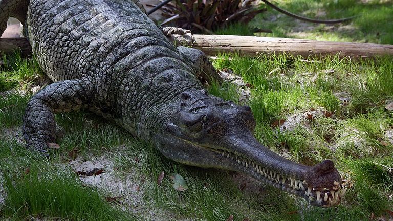 Un gavial indien. Photo: Jonathan Zander