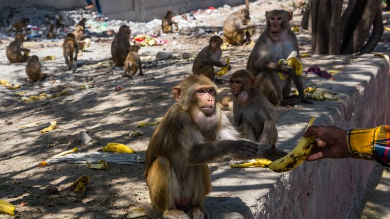 Des hommes donnent des bananes à des singes rassemblés sur le bord de la route