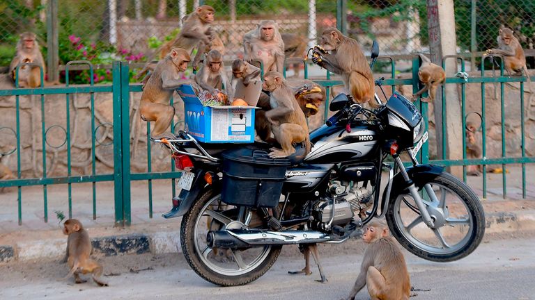 Des singes montent sur une moto pour manger des fruits dans une boîte pendant le verrouillage à New Delhi
