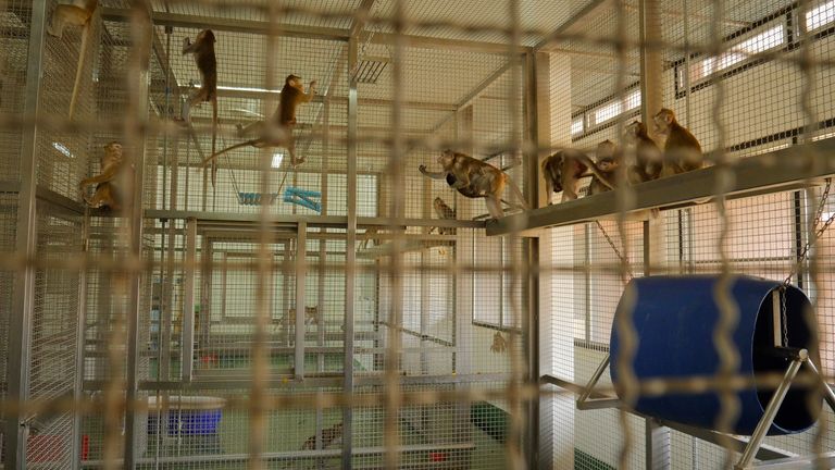 Ces singes, qui ne font pas partie du programme de vaccination, font partie de la même colonie de reproduction que ceux testés sur