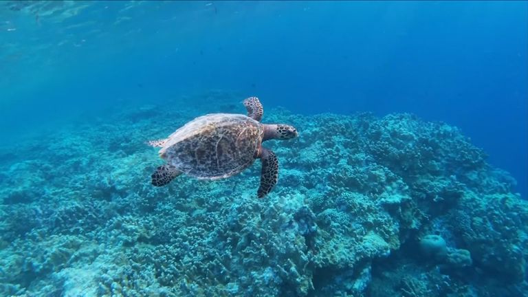 Tortue nageant