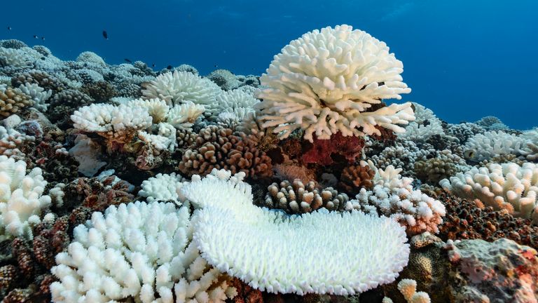 Un blanchissement important a affecté les récifs coralliens des îles de la Société en Polynésie française