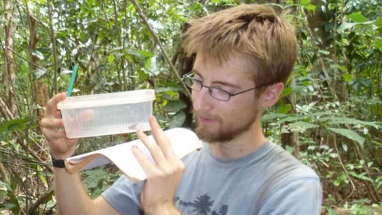 Le Dr Samuel Penny examine la toute nouvelle espèce de grenouille