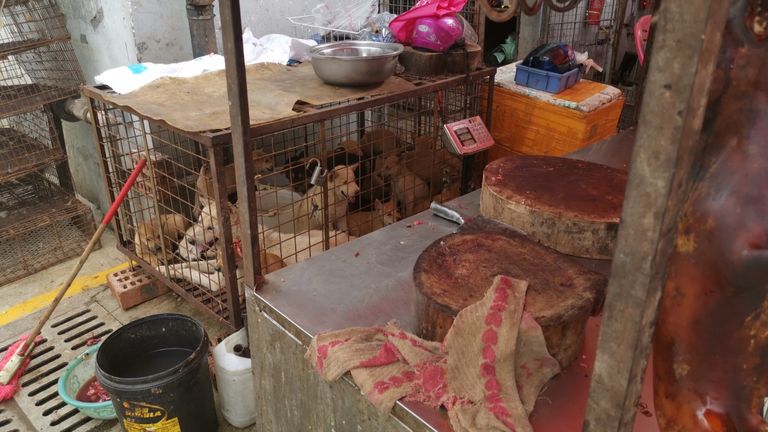 Chiens détenus dans une cage, près d'une table de boucherie.
Pic: Humane Society International 