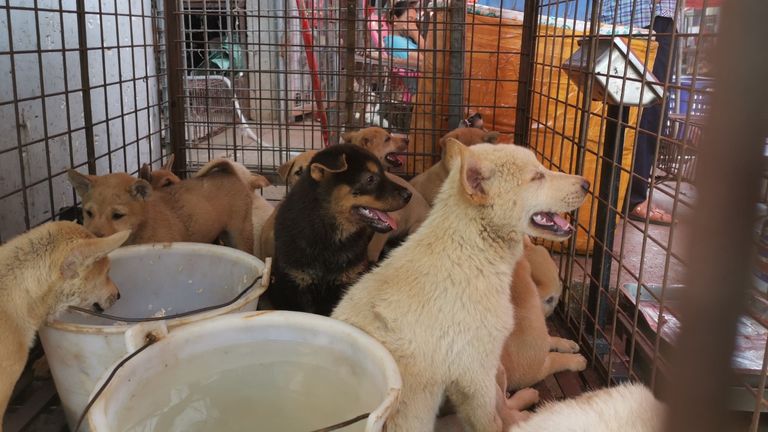 Chiens détenus dans une cage au marché.  Pic: Humane Society International
