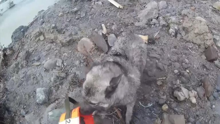 Des images fournies par la Royal Norwegian Airforce montrent un membre des services de secours descendant d'un hélicoptère pour sauver un chien du site d'un énorme glissement de terrain.