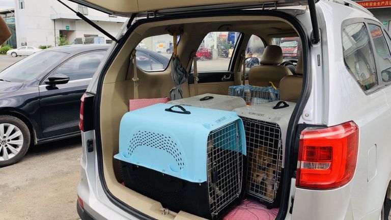 Les militants ont réussi à sauver dix chiens. Pic: Humane Society International 