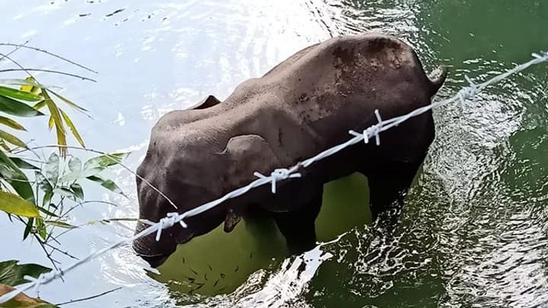 L'éléphant a été retrouvé debout dans l'eau. Photo: Mohan Krishnan