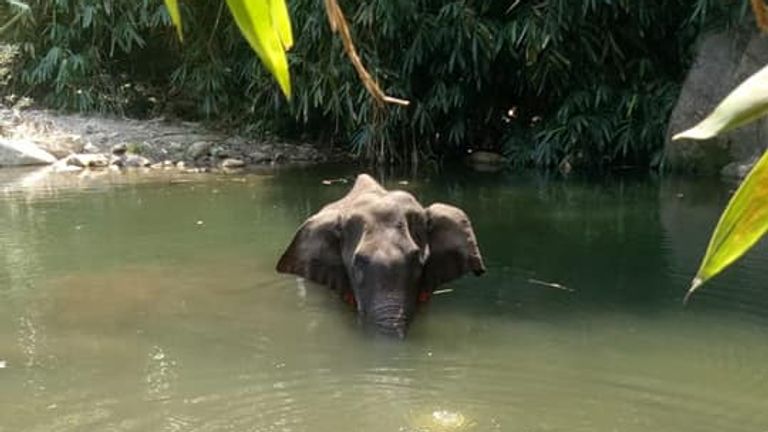 L'éléphant était enceinte et cherchait de la nourriture. Photo: Mohan Krishnan