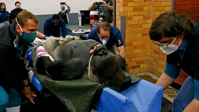 Des spécialistes du zoo de Johannesburg et de l'université de Pretoria poussent Makokou vers le scanner