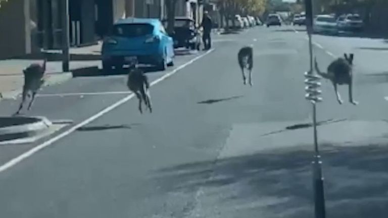 Des kangourous dans les rues de Millicent, Australie