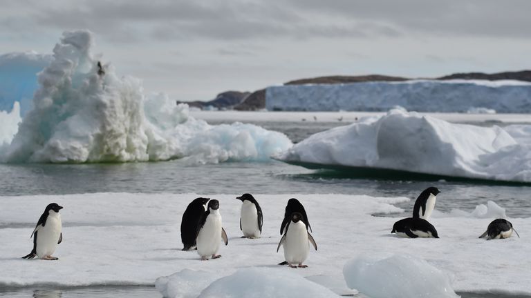 Les manchots Adélie - l'espèce de pingouin la plus commune en Antarctique - sont plus heureux quand il y a moins de glace de mer, selon les chercheurs
