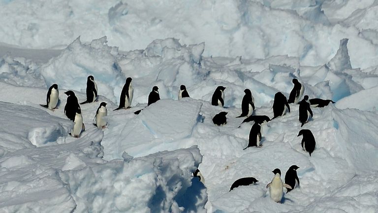 Les manchots Adélie - l'espèce de pingouin la plus commune en Antarctique - sont plus heureux quand il y a moins de glace de mer, selon les chercheurs