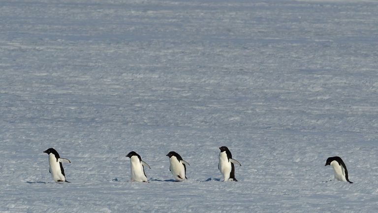 Les manchots Adélie - l'espèce de pingouin la plus commune en Antarctique - sont plus heureux quand il y a moins de glace de mer, selon les chercheurs
