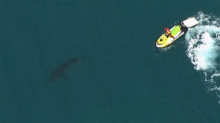 Attaque de requin en Australie