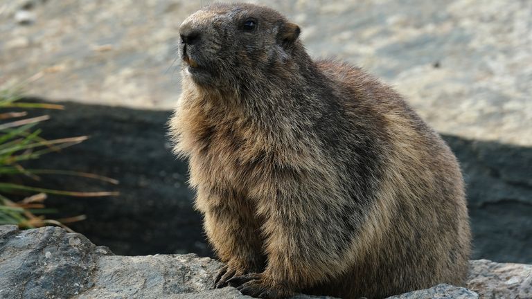 HEILIGENBLUT AM GROSSGLOCKNER, AUTRICHE - 14 AOÛT: Une marmotte est assise sur un rocher à flanc de montagne au-dessus du glacier Pasterze en retraite le 14 août 2019 près de Heiligenblut am Grossglockner, Autriche.  Le Pasterze, le plus grand glacier d'Autriche, a perdu plus de la moitié de son volume depuis 1850 et sa langue, rétrécissant en largeur et en profondeur, a reculé d'au moins 2,6 kilomètres.  La retraite du glacier laisse derrière elle des terres exposées qui donnent à la flore et à la faune locales de nouveaux espaces pour prospérer.  Alors que le retrait des glaciers à travers l'Europe fait partie d'un processus naturel qui a commencé avec la fin du petit âge glaciaire au milieu du XIXe siècle, l'accélération de la fonte depuis les années 1960 est un phénomène que de nombreux scientifiques attribuent à l'activité humaine réchauffement du climat de la Terre.  (Photo par Sean Gallup / Getty Images)