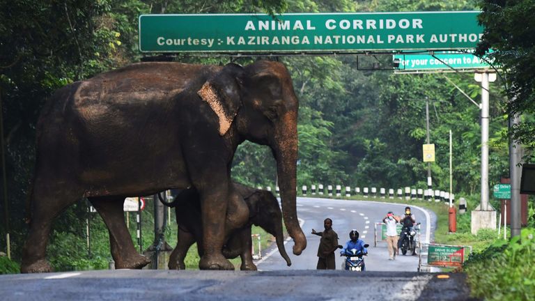 Un éléphant sauvage et un veau traversent une route lors de l'inondation du parc national de Kaziranga