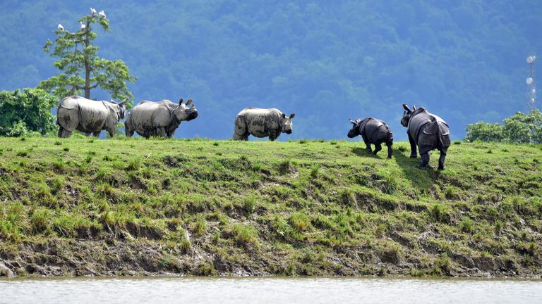 Les rhinocéros à une corne se déplacent vers un terrain plus élevé dans une zone touchée par les inondations du parc national de Kaziranga en Assam