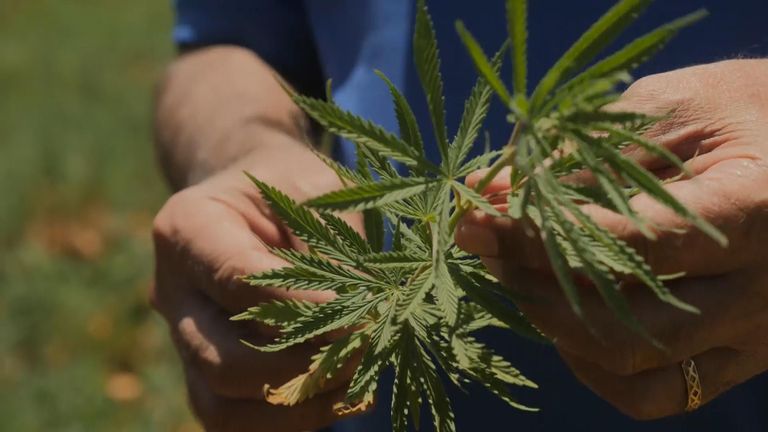 La vallée de la Bekka au Liban abrite «l'or vert» du pays.  La marijuana pourrait-elle être la réponse aux problèmes du pays?