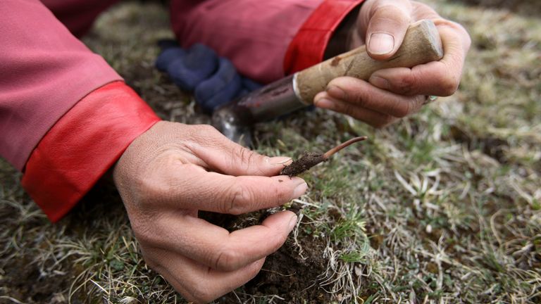 Le champignon de chenille est maintenant menacé en raison de la surexploitation