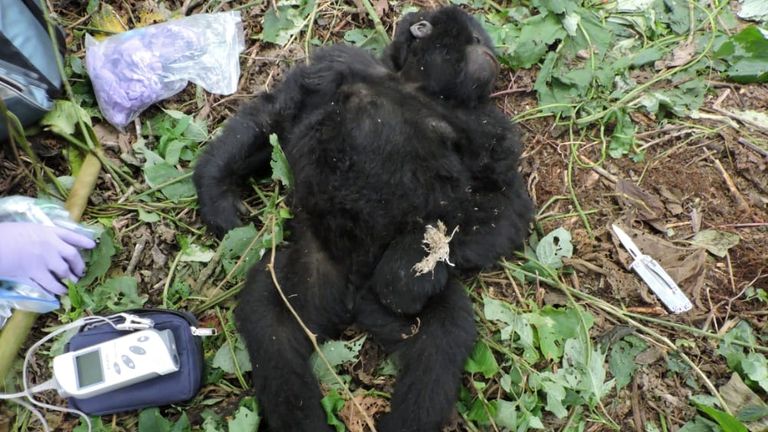Theodore, un bébé gorille sauvage reçoit un traitement après que les rangers du parc des Virunga l'ont protégé d'un collet de braconniers dans le parc national des Virunga