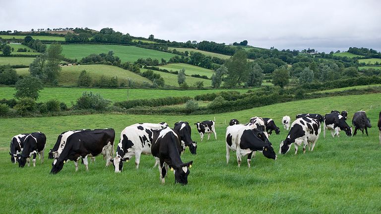 COOTEHILL, COMTÉ DE CAVAN, IRLANDE - JUILLET 2008: les vaches laitières Holstein Fresian font leur chemin dans les pâturages à la ferme de Jim O'Rourke à Cootehill, dans le comté de Cavan en Irlande.  Le troupeau produit environ 160 000 gallons de lait par an, qui sont transformés en poudre, beurre et crème glacée pour l'exportation.  (Photo de Tom Stoddart / Getty Images)
