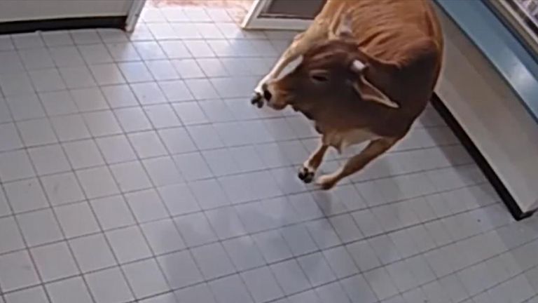 Une vache entre dans un poste de police en Nouvelle-Zélande 