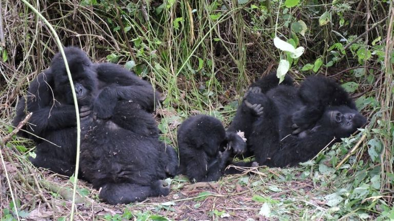 Une famille de gorilles est vue dans le parc national des Virunga en République démocratique du Congo