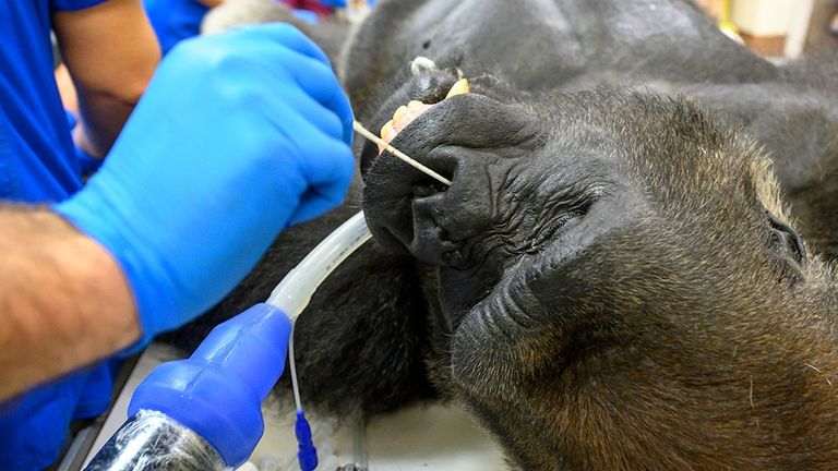 Le test COVID-19 de Shango comprenait un écouvillonnage nasal.  Photo: Dotation de conservation Ron Magill