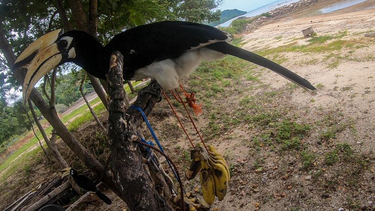 Depuis la fermeture de la Thaïlande, la faune a été vue de retour.  Calao