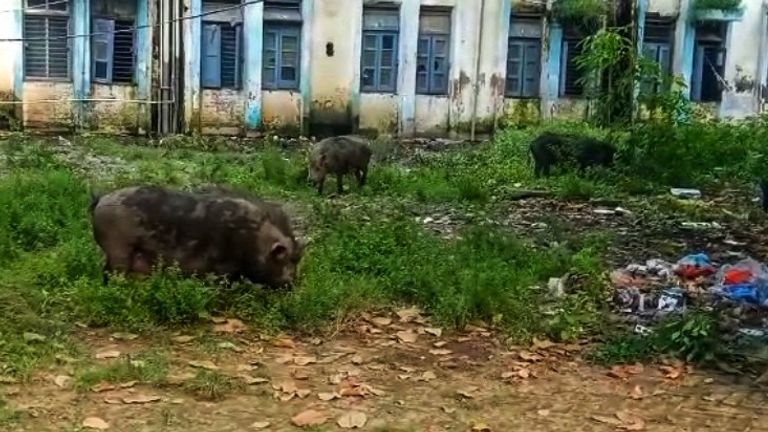 Les porcs errent sur le terrain de l'hôpital en se nourrissant de déchets