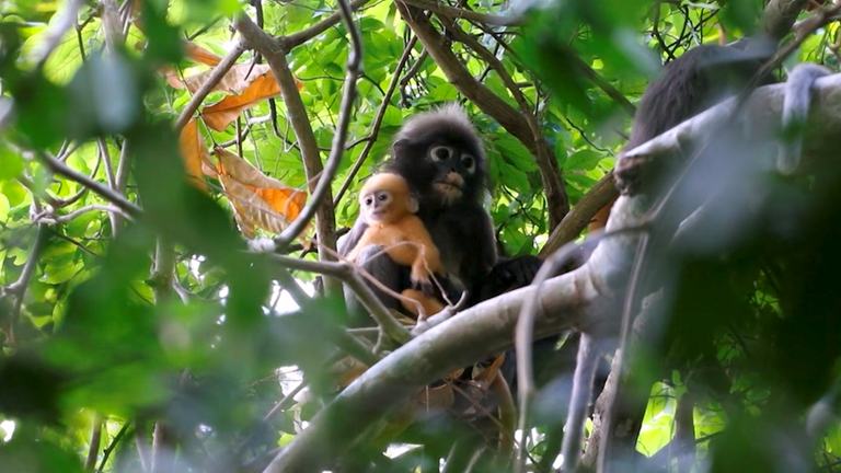 Langurs.  Photo: Parc national de Mu Ko Ang Thong