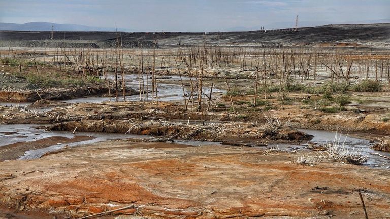 Forêt morte près de Norilsk, en Russie.  Photo: Anastasya Leonova 