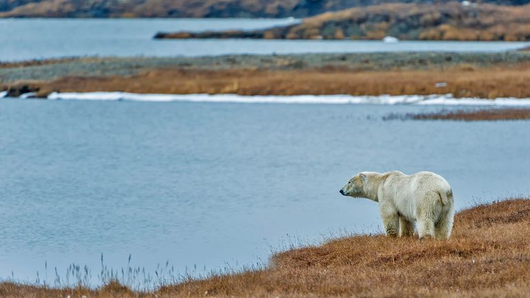 Les ours polaires dépendent des réserves de graisse sur terre