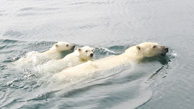 À mesure que la glace de mer fond, les ours polaires doivent parcourir de plus longues distances pour attraper leurs proies