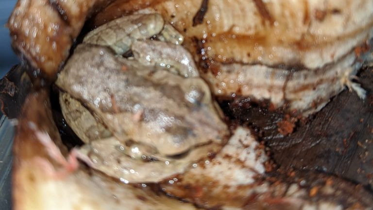 Photo publiée par la RSPCA Cymru d'une grenouille, supposée être une grenouille banane, trouvée dans un tas de bananes dans un magasin Asda à Llanelli