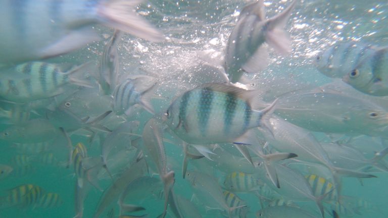 Depuis la fermeture de la Thaïlande, la faune a été vue de retour