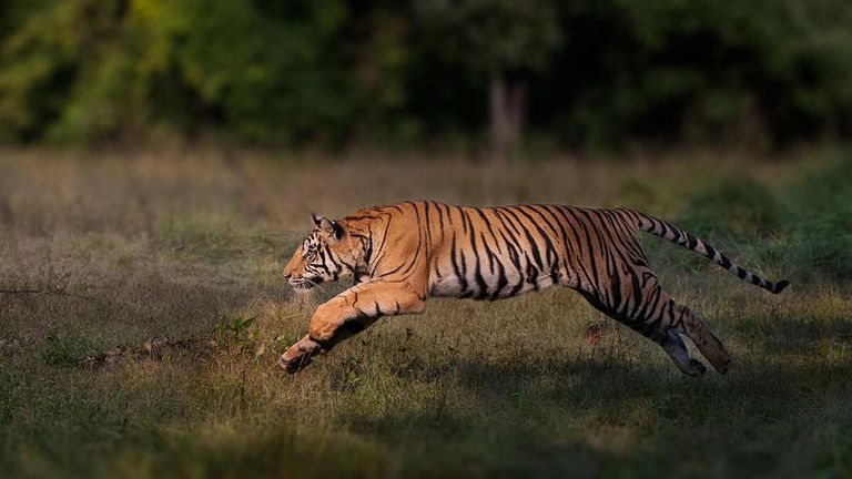 Un tigre du Bengale mâle vu sauter dans le parc national de Bandhavgarh, Inde