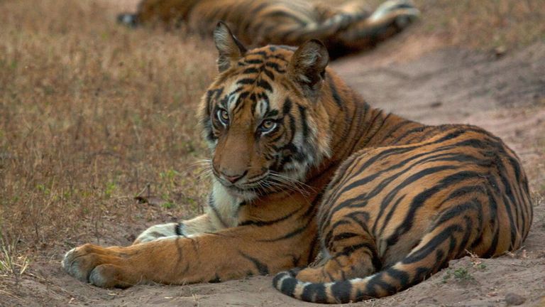 Le nombre de tigres sauvages est en augmentation au Bhoutan, en Chine, en Inde, au Népal et en Russie