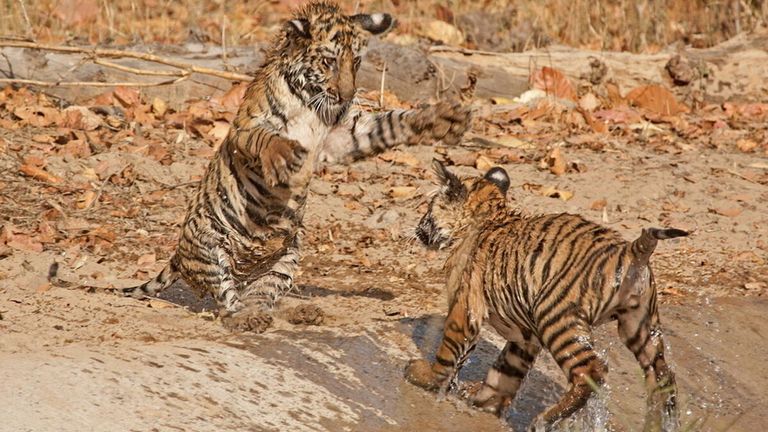 Les tigres jouent dans la réserve de tigres de Bandhavgarh dans le parc national de Bandhavgarh, Inde