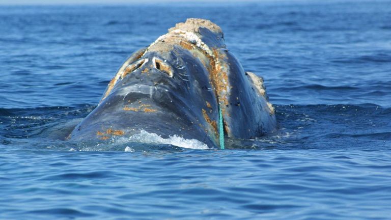 On pense qu'il existe moins de 250 baleines noires de l'Atlantique Nord