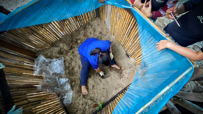La faune a été vue revenant à Koh Samui depuis le verrouillage de la Thaïlande.  Un vétérinaire sur l'île