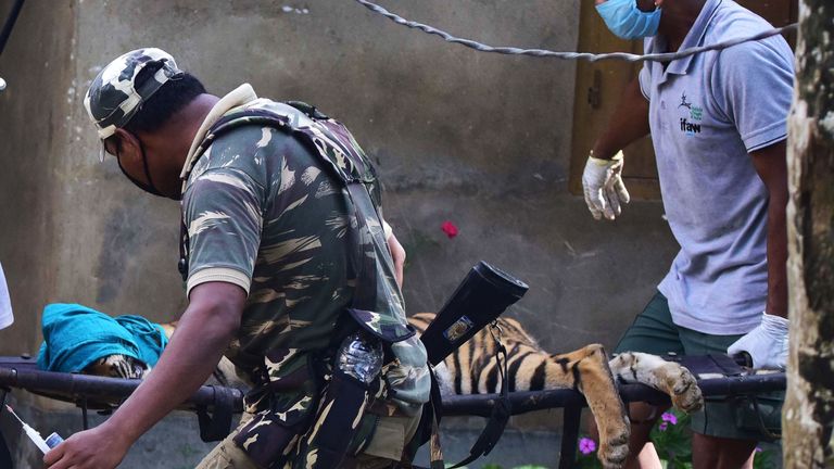 Les autorités forestières transportent un tigre tranquillisé sur une civière après s'être éloigné du parc national de Kaziranga en raison des inondations 